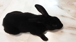 Kopi - Mini Rex Rabbit