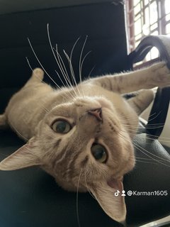 Tofu - Tabby + British Shorthair Cat