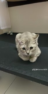 Tofu - Tabby + British Shorthair Cat