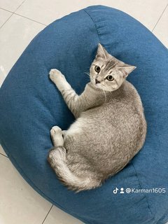 Tofu - Tabby + British Shorthair Cat