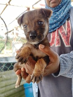 Milo,culfi,kuti, Cinna  - Mixed Breed Dog