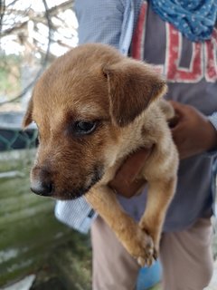 Milo,culfi,kuti, Cinna  - Mixed Breed Dog