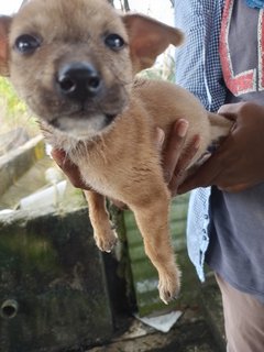 Milo,culfi,kuti, Cinna  - Mixed Breed Dog