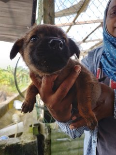 Milo,culfi,kuti, Cinna  - Mixed Breed Dog