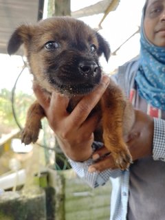 Milo,culfi,kuti, Cinna  - Mixed Breed Dog