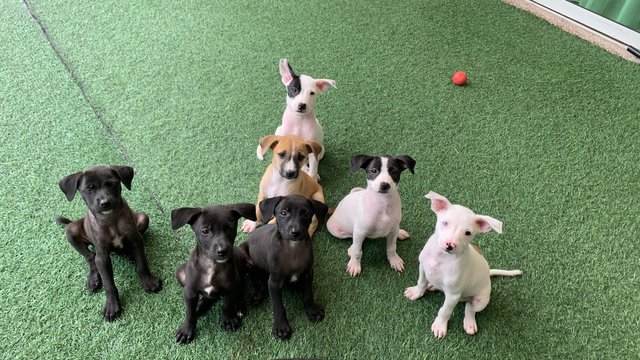 6 Cute Puppies Available - Mixed Breed Dog