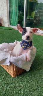 6 Cute Puppies Available - Mixed Breed Dog