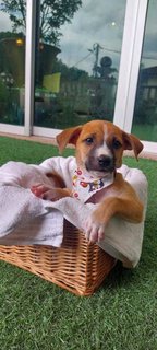 6 Cute Puppies Available - Mixed Breed Dog