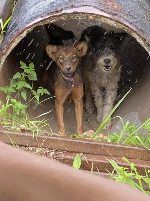 Lily And Lala  - Terrier Dog