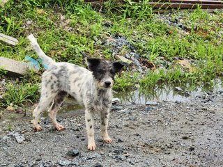 Lily And Lala  - Terrier Dog