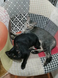 Upin &amp; Ipin - Domestic Short Hair Cat