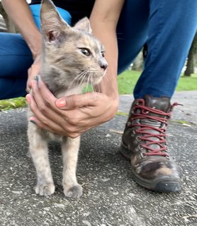 Lucy - Domestic Short Hair Cat