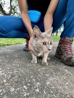 Lucy - Domestic Short Hair Cat