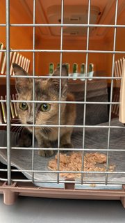 Lucy - Domestic Short Hair Cat