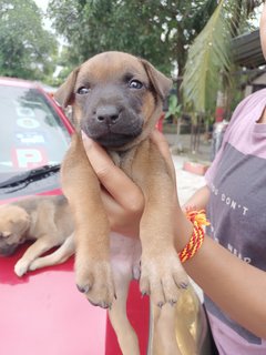 Baby Girl - Mixed Breed Dog