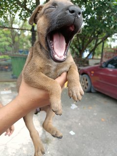 Baby Girl - Mixed Breed Dog