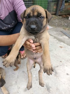 Baby Boy #1 - Mixed Breed Dog