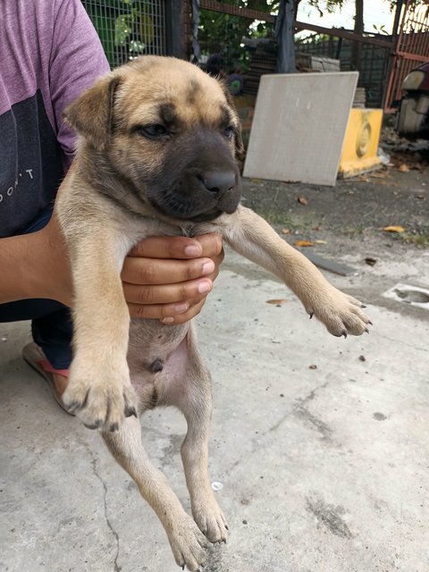 Baby Boy #2 - Mixed Breed Dog