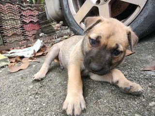 Baby Boy #2 - Mixed Breed Dog