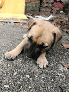 Baby Boy #2 - Mixed Breed Dog