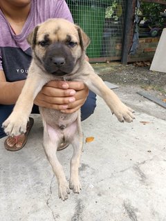 Baby Boy #2 - Mixed Breed Dog