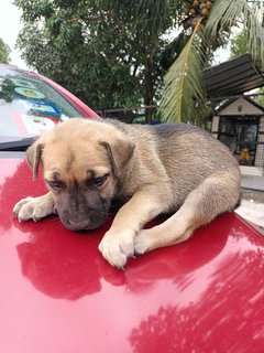 Baby Boy #2 - Mixed Breed Dog