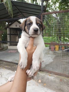 Baby Boy #3 - Mixed Breed Dog