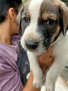 Baby Boy #3 - Mixed Breed Dog