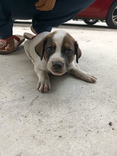 Baby Boy #3 - Mixed Breed Dog