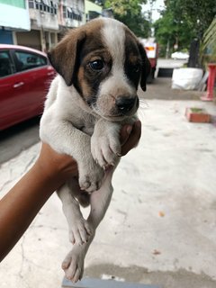 Baby Boy #3 - Mixed Breed Dog