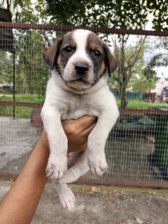 Baby Boy #3 - Mixed Breed Dog