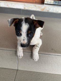 Nny - Mixed Breed Dog