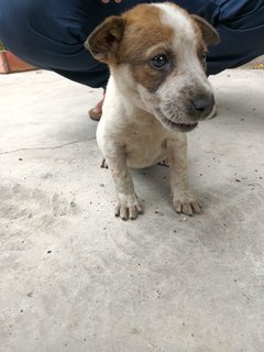 Baby Girl #2 - Mixed Breed Dog