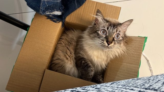 Luca - Siberian + Siamese Cat