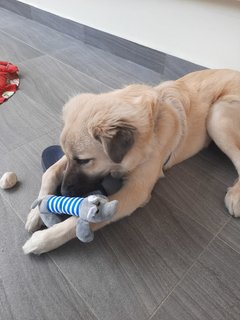 Nan Feng - Mixed Breed Dog