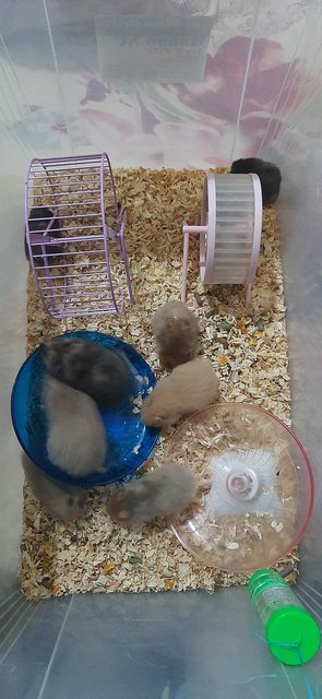 Hamster  - Syrian / Golden Hamster Hamster