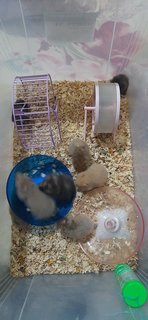 Hamster  - Syrian / Golden Hamster Hamster