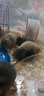 Hamster  - Syrian / Golden Hamster Hamster