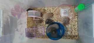 Hamster  - Syrian / Golden Hamster Hamster