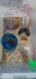 Hamster  - Syrian / Golden Hamster Hamster