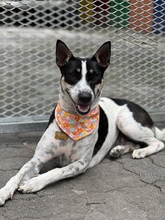 Chubby - Mixed Breed Dog