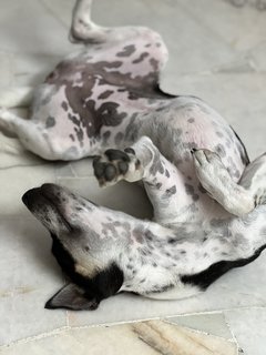 Chubby - Mixed Breed Dog