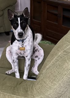 Chubby - Mixed Breed Dog