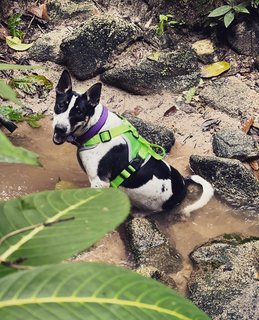 Chubby - Mixed Breed Dog