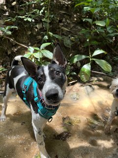 Chubby - Mixed Breed Dog