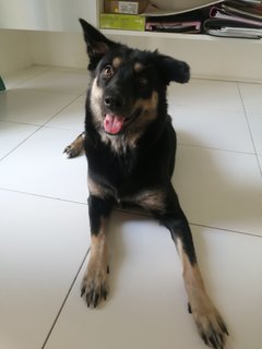 Maya - Mixed Breed Dog