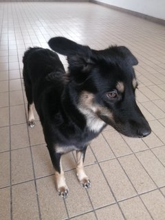 Maya - Mixed Breed Dog