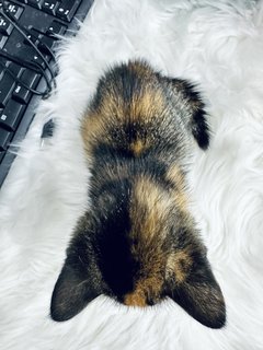 Pao Pao - Calico + Tortoiseshell Cat