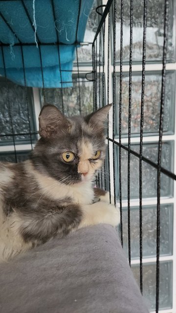Mochi - Domestic Long Hair Cat