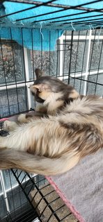 Mochi - Domestic Long Hair Cat